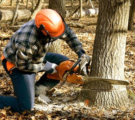 Tree Removal in Hardy, AR